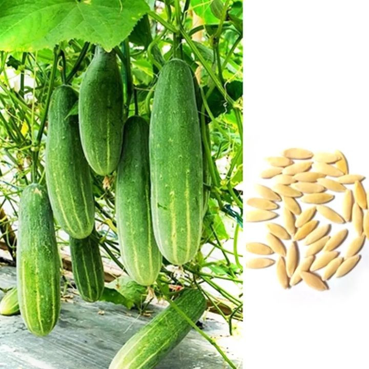 Hybrid F1 Cucumber