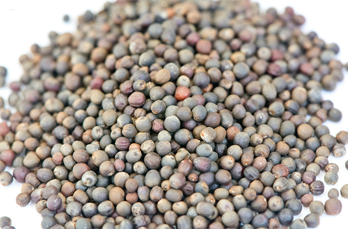 Brussels Sprouts Seeds