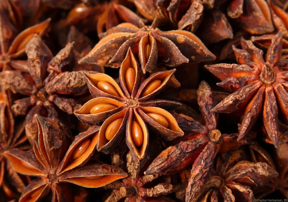 Burmese Star Anise (বার্মিজ স্টার অ্যানিস)