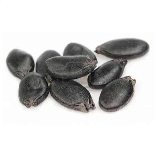 F1 Hybrid Ridge Gourd Seeds (F1 হাইব্রিড রিজ গর্ড বীজ)