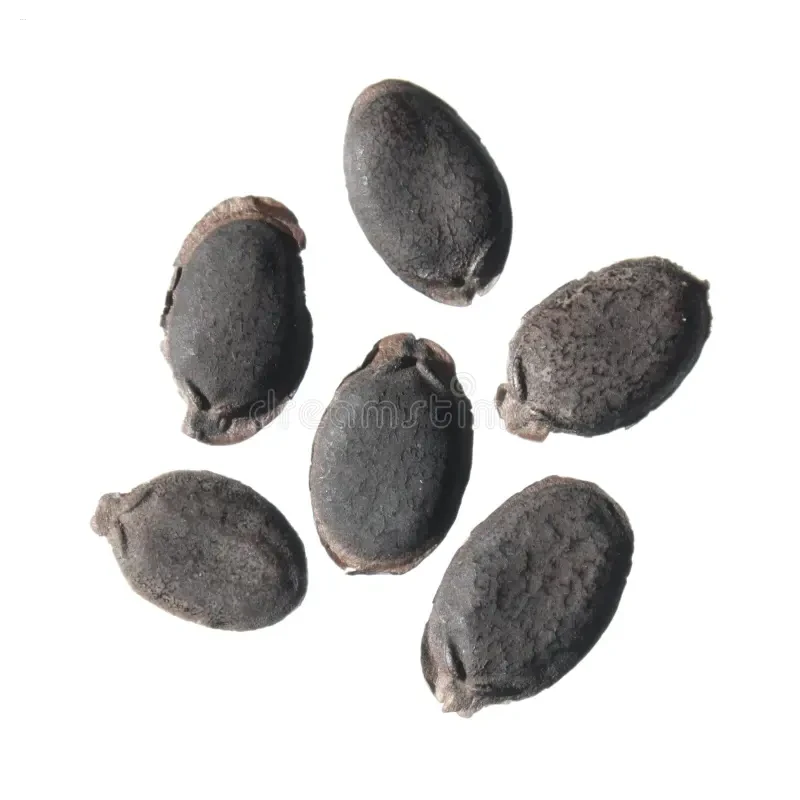 Luffa cylindrica (Smooth Luffa)