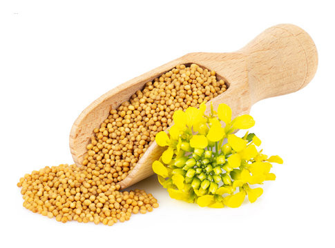 Yellow Mustard Seeds