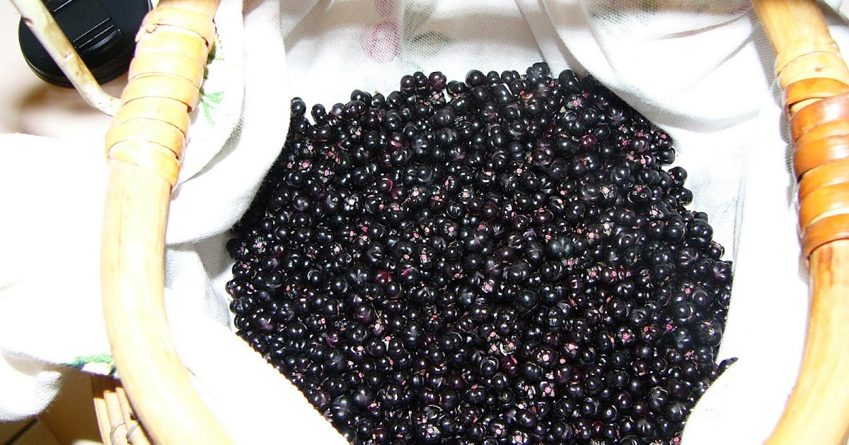 Malabar Spinach Seeds