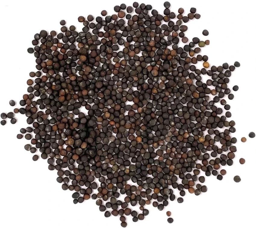 French Cabbage Seeds