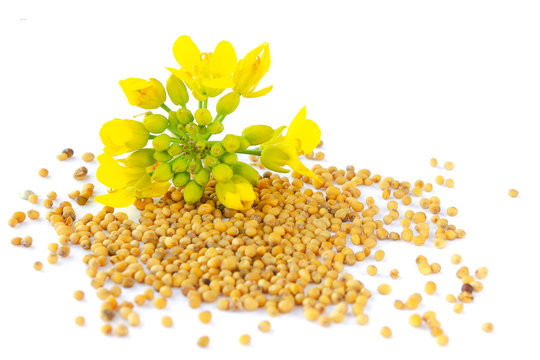Wild Mustard Seeds