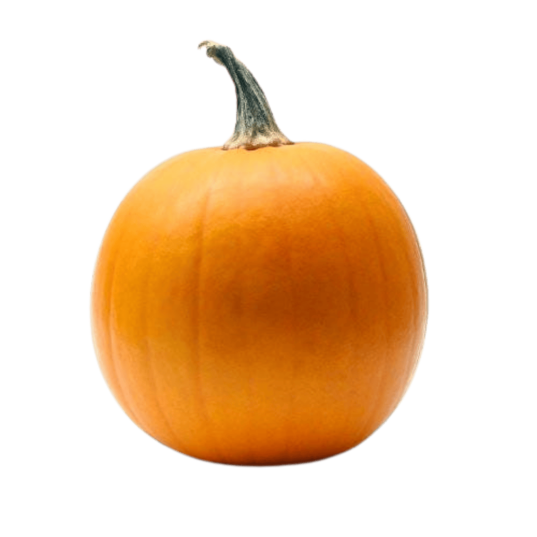 Illinois Mammoth Pumpkin Seeds( ইলিনয় ম্যামথ কুমড়োর বীজ)