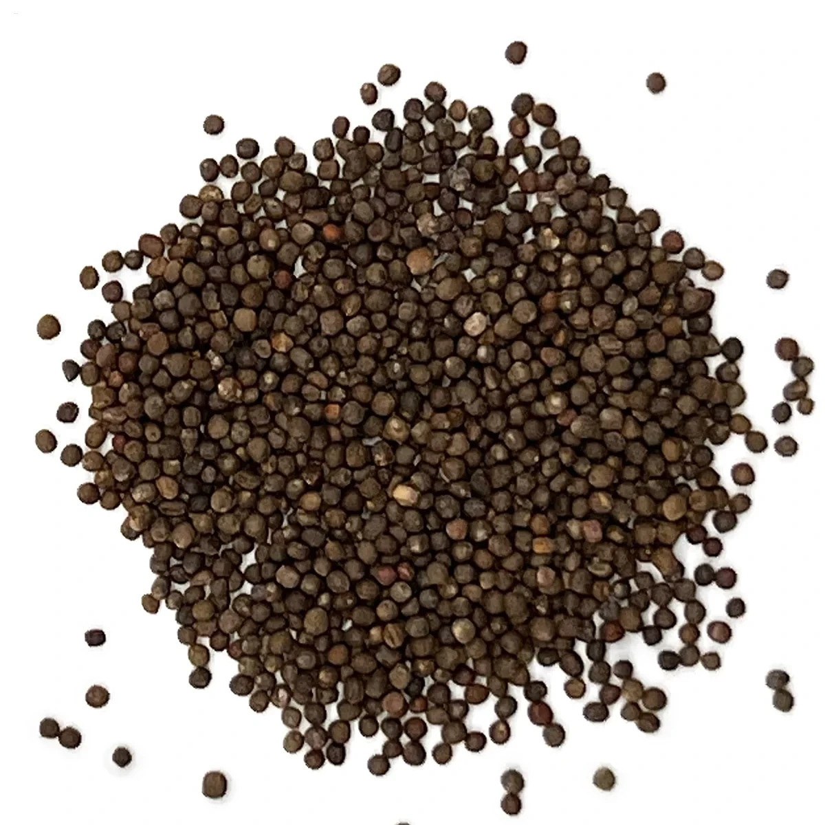 Red Acre Cabbage Seeds